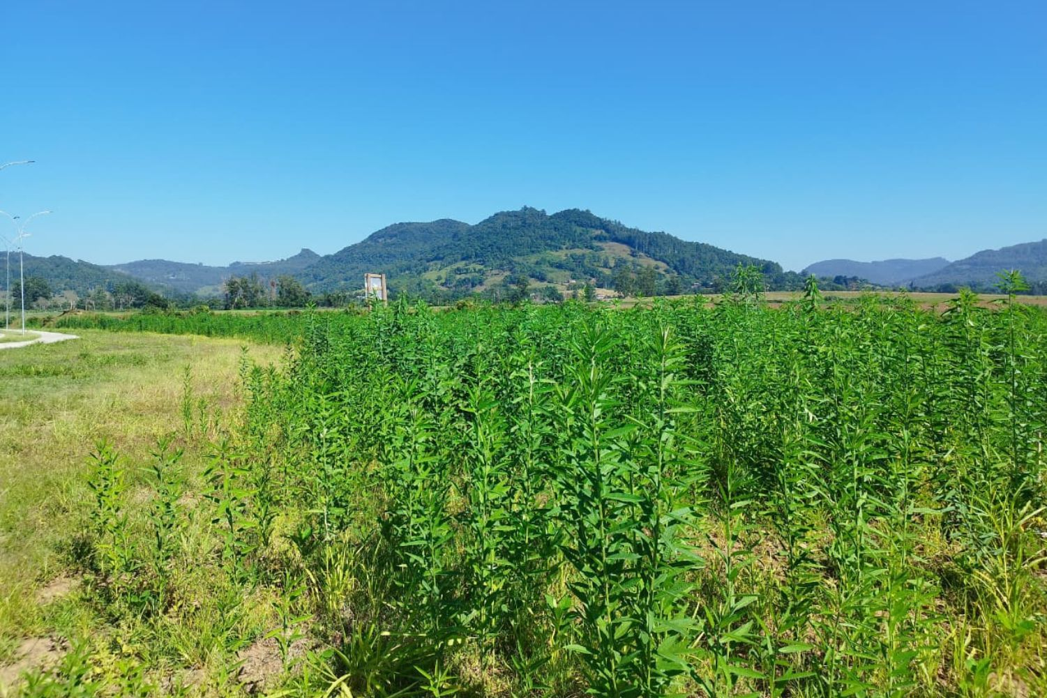 Univates coordena dois projetos de restauração ecológica no Vale do Taquari após enchentes históricas