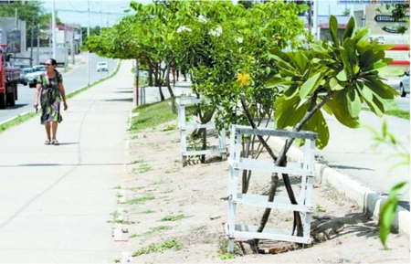 A cidade brasileira que est plantando 2 rvores para cada habitante