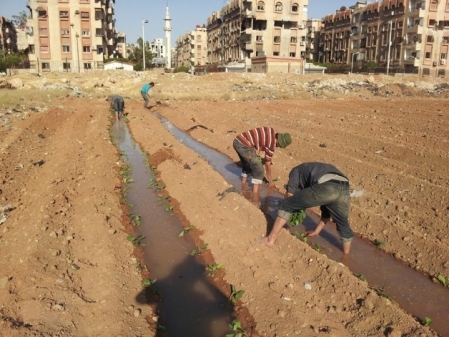 Como hortas urbanas esto ajudando pessoas durante a guerra na Siria