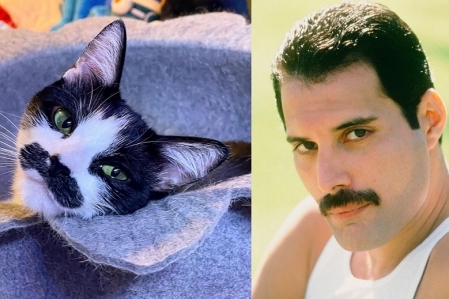 Gato com bigode de Freddie Mercury viraliza nas redes sociais